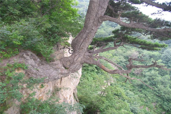 李白《访戴天山道士不遇》原文翻译-题解赏析