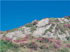 《醉蓬莱·归故山》原文,(宋)王沂孙词作赏析