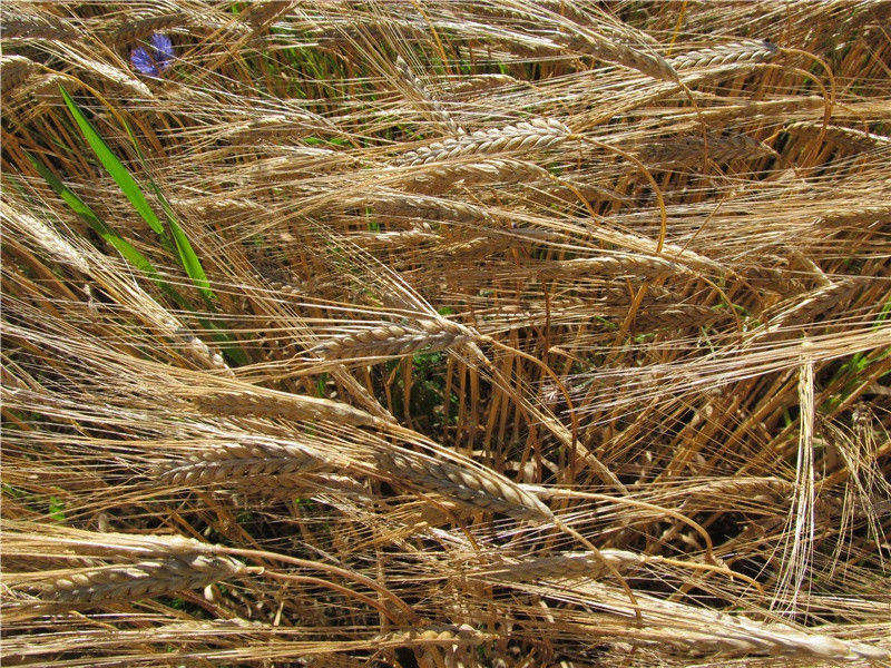 逍遥,逍遥游(节选)