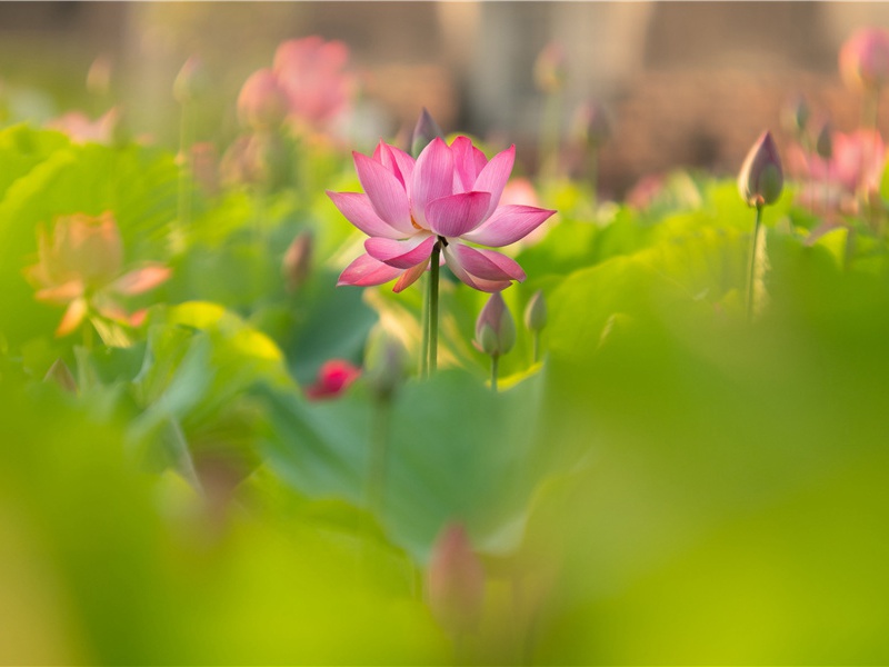 春思,燕草如碧丝