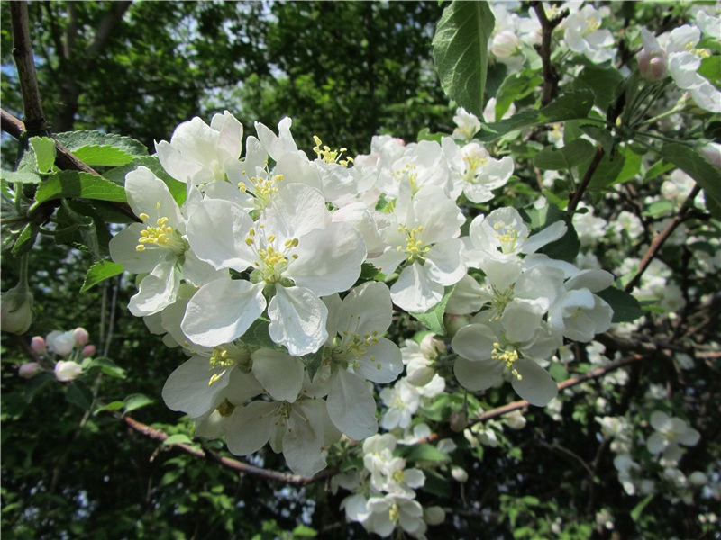 别院深深夏席清,石榴开遍透帘明的意思出处赏析