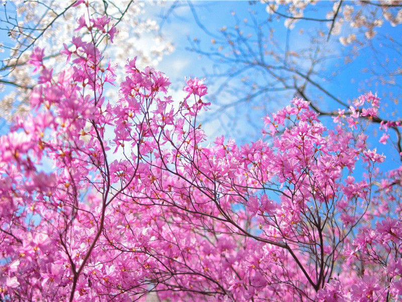 秦风,蒹葭