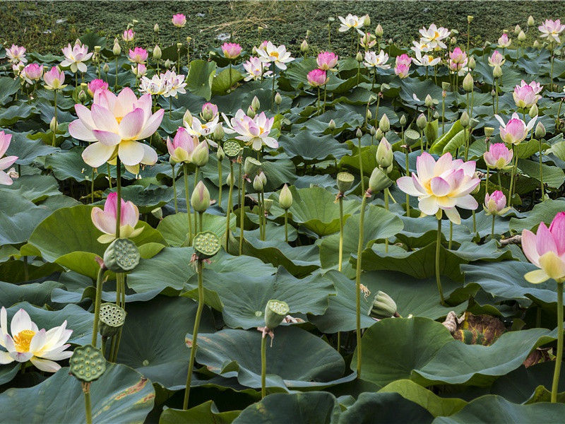 漠漠水田飞白鹭,阴阴夏木啭黄鹂的意思出处赏析