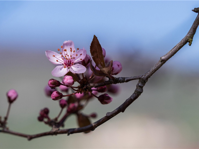 蜀道,蜀道难