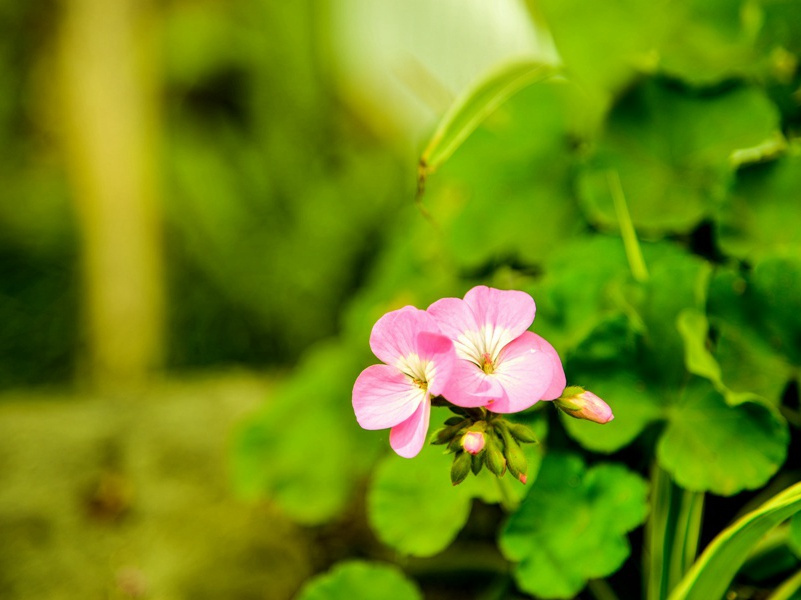 芜城,芜城赋