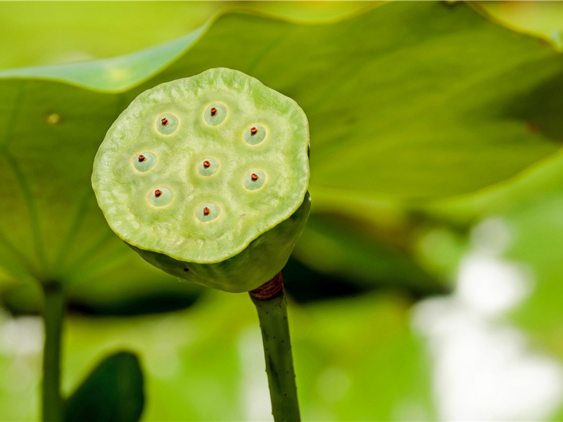 赵师秀《约客·黄梅时节家家雨》赏析-宋代关于感慨人生的古诗