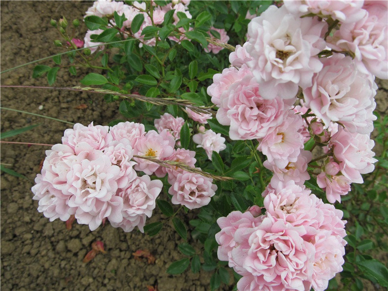 鸟下绿芜秦苑夕,蝉鸣黄叶汉宫秋的意思出处赏析