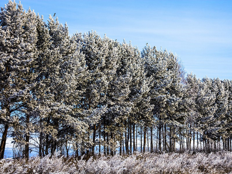 夜深知雪重,时闻折竹声的意思出处赏析