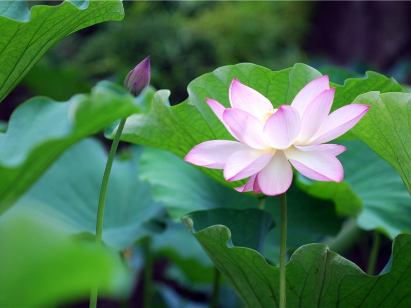 明日,明日歌