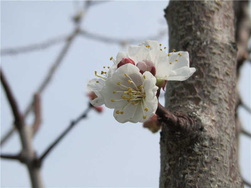 风流总被雨打风吹去-辛弃疾《永遇乐·京口北固亭怀古》古诗赏析