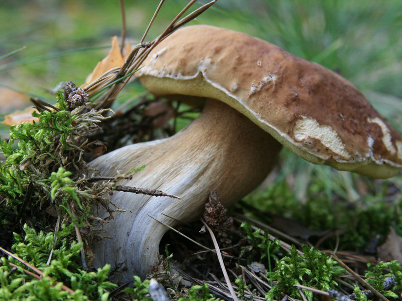 欧阳修《蝶恋花·庭院深深深几许》赏析-宋代关于风物歌吟的古诗