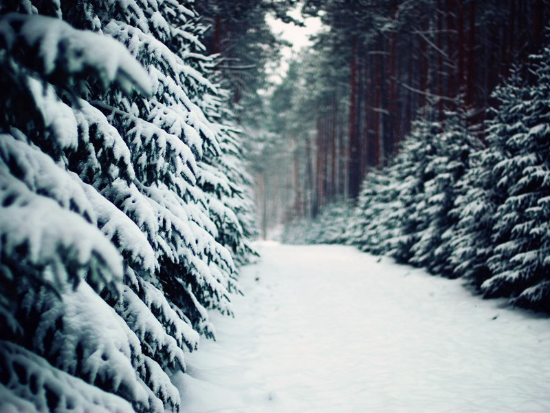 夜深知雪重,时闻折竹声的意思出处赏析