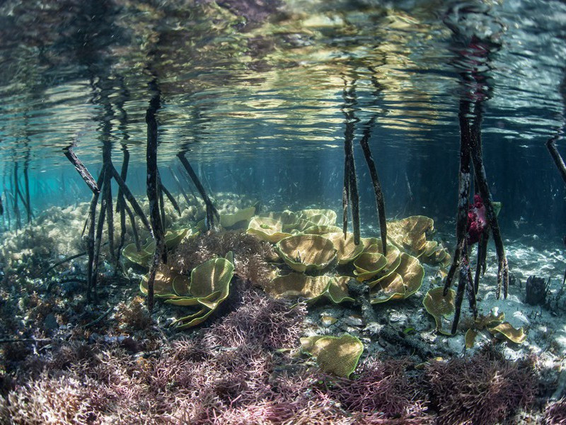 浪淘,浪淘沙,曹溪驿折桃花一枝数日零落裹花片投之涪江歌此送之