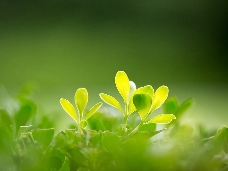 我来正逢秋雨节,阴气晦昧无清风的意思出处赏析