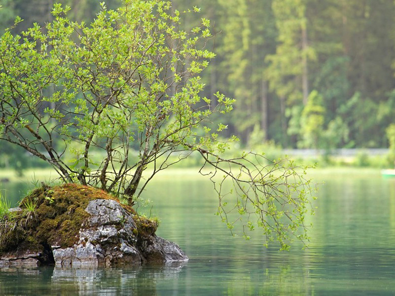 《花犯·水仙花》原文翻译赏析视频-周密-宋词三百首