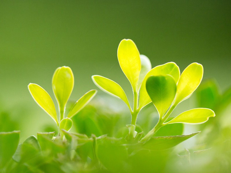 他年我若为青帝,报与桃花一处开的意思出处赏析