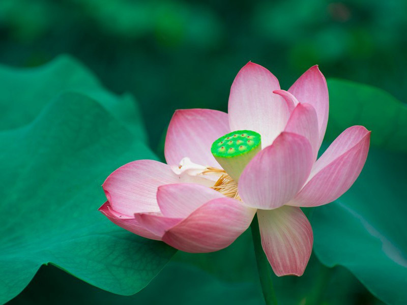 不管烟波与风雨,载将离恨过江南的意思出处诗名赏析