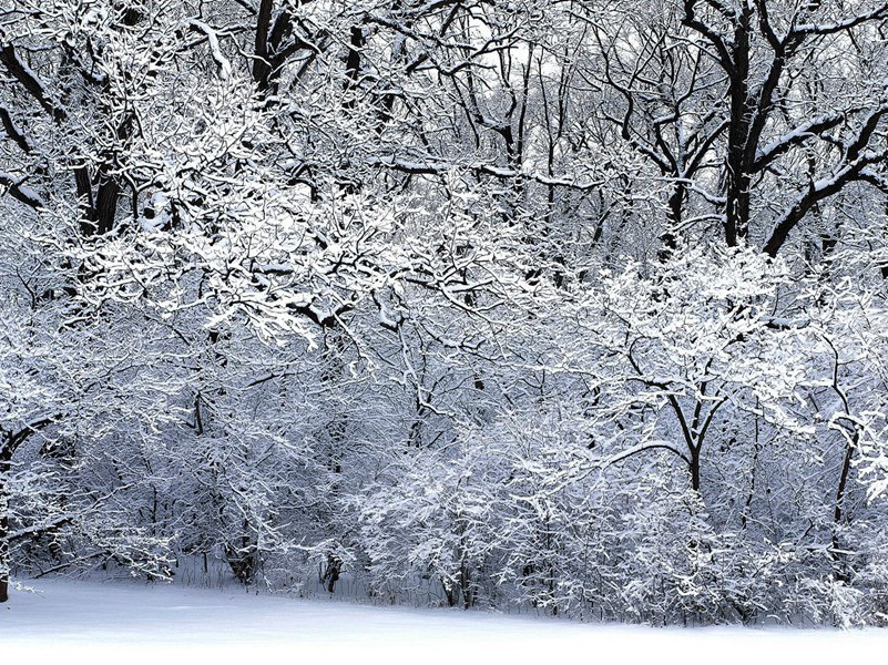 宫词二十七首(其十三·白雪猧儿拂地行,惯眠红毯不曾惊)-古诗译文赏析(王涯)